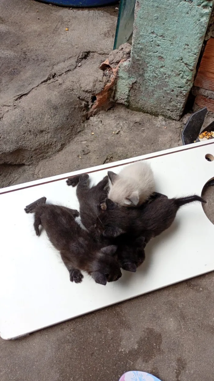 Gato raça SRD-ViraLata idade Abaixo de 2 meses nome não tem ainda