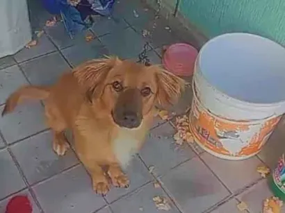 Cachorro raça SRD-ViraLata idade 2 anos nome Luna