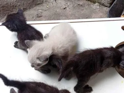 Gato raça SRD-ViraLata idade Abaixo de 2 meses nome não tem ainda