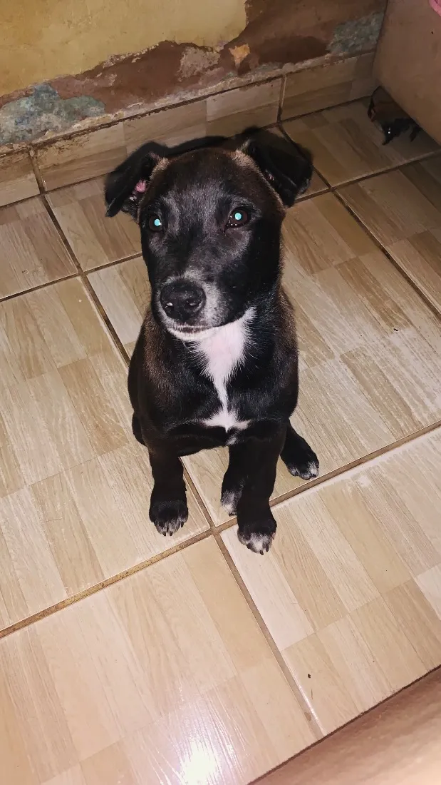 Cachorro raça SRD-ViraLata idade 7 a 11 meses nome Gigi