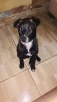 Gigi