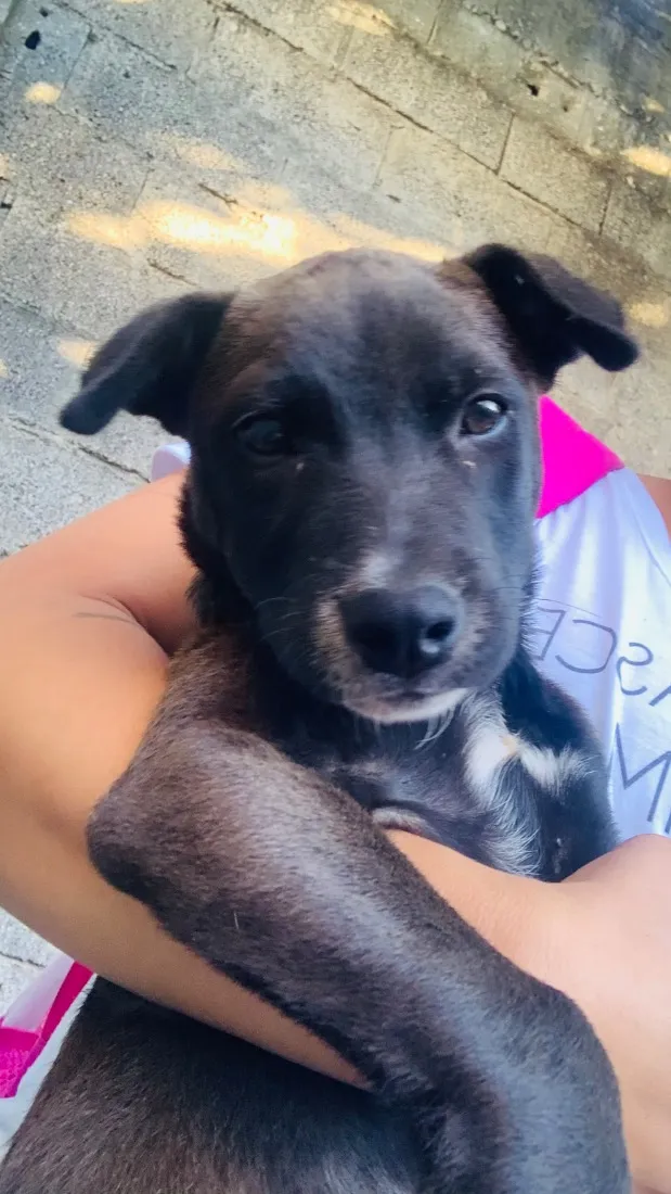Cachorro raça SRD-ViraLata idade 7 a 11 meses nome Gigi