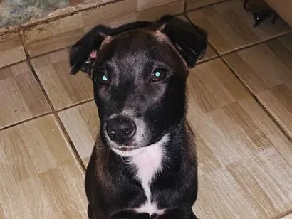 Cachorro raça SRD-ViraLata idade 7 a 11 meses nome Gigi