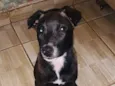 Gigi