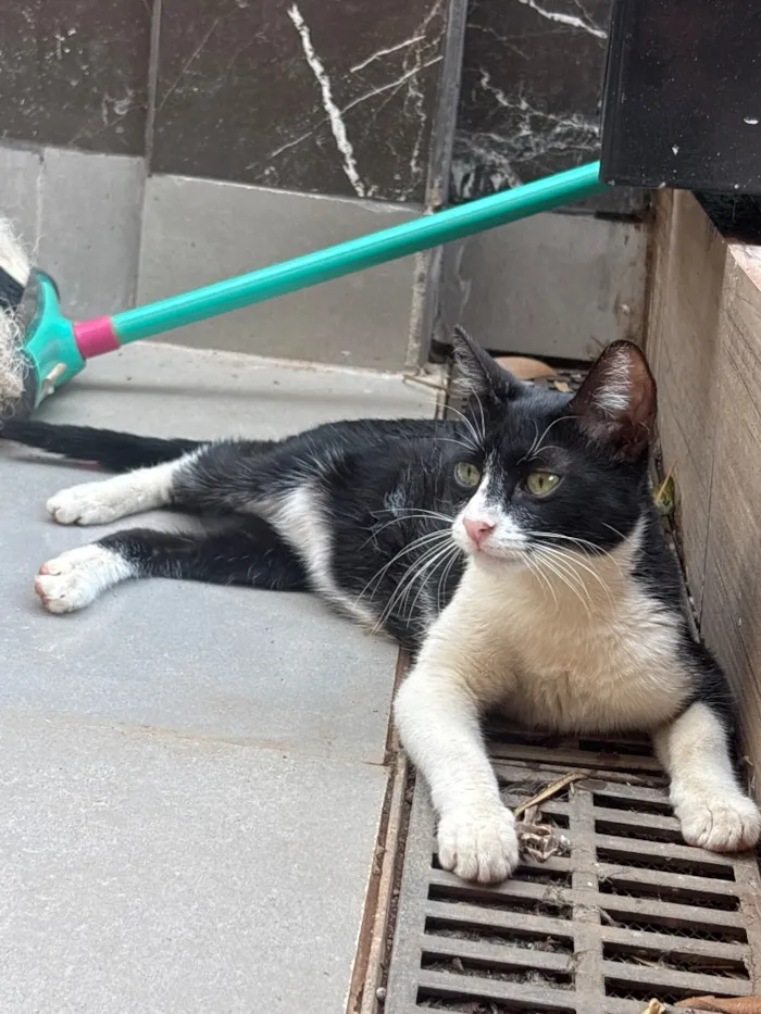 Gato raça SRD-ViraLata idade 2 anos nome S/N