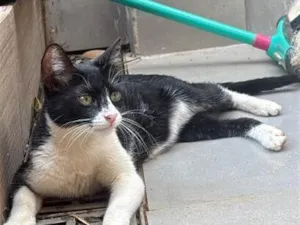 Gato raça SRD-ViraLata idade 2 anos nome S/N