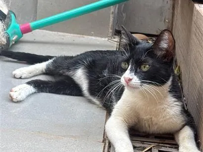Gato raça SRD-ViraLata idade 2 anos nome S/N