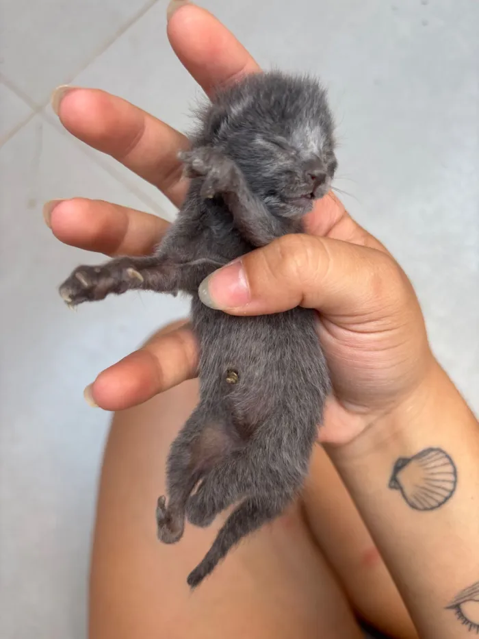 Gato raça SRD-ViraLata idade 2 anos nome S/N