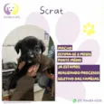 Scrat