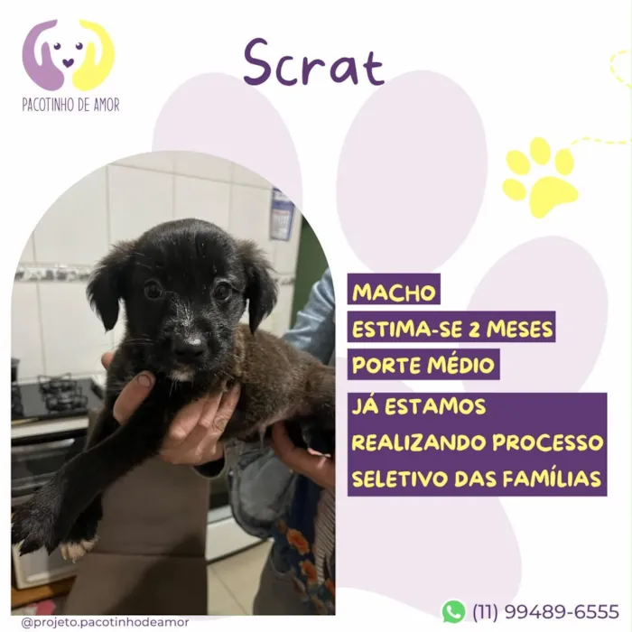 Cachorro raça SRD-ViraLata idade 2 a 6 meses nome Scrat