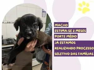 Cachorro raça SRD-ViraLata idade 2 a 6 meses nome Scrat