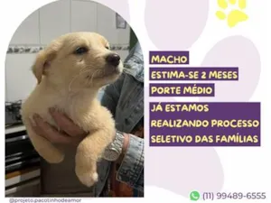 Cachorro raça SRD-ViraLata idade Abaixo de 2 meses nome Diego
