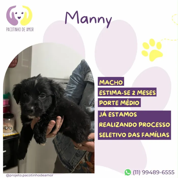 Cachorro raça SRD-ViraLata idade 2 a 6 meses nome Manny