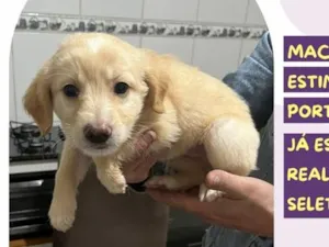 Cachorro raça SRD-ViraLata idade 2 a 6 meses nome Sid