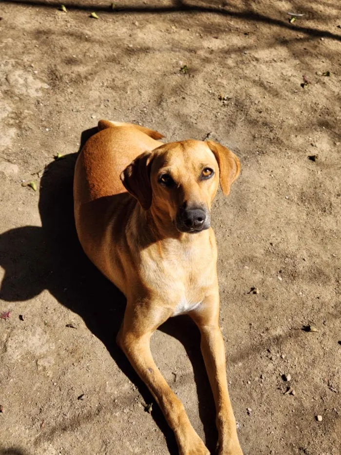 Cachorro raça SRD-ViraLata idade 2 anos nome Dourado