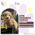Ellie