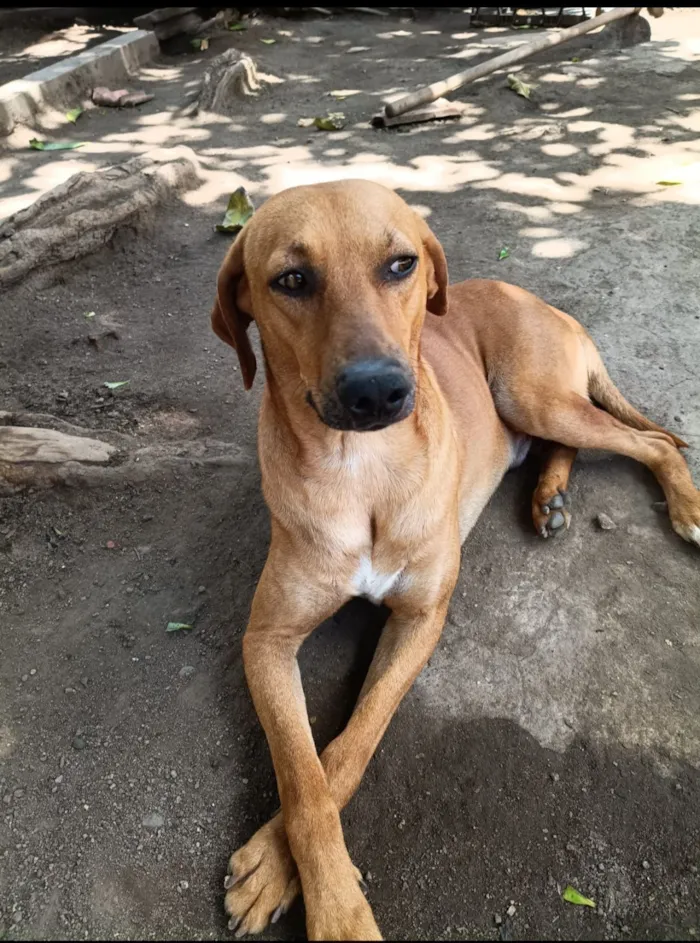 Cachorro raça SRD-ViraLata idade 2 anos nome Dourado