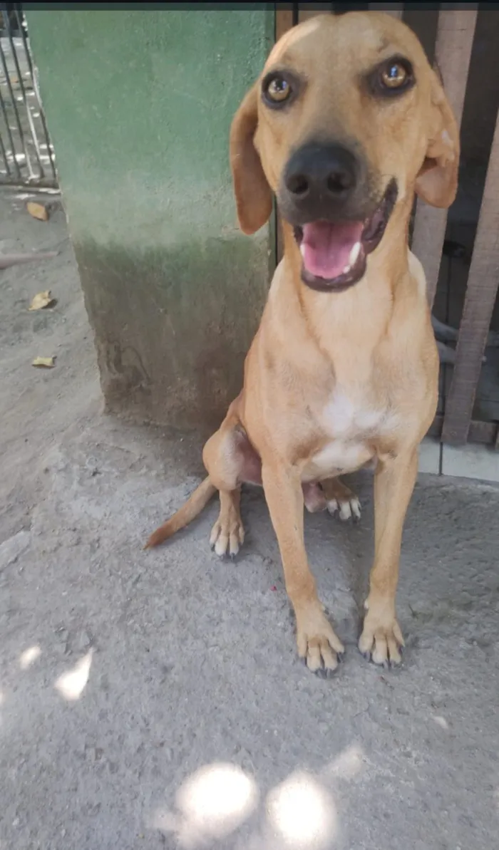 Cachorro raça SRD-ViraLata idade 2 anos nome Dourado