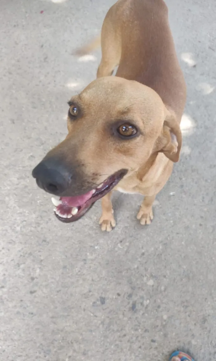 Cachorro raça SRD-ViraLata idade 2 anos nome Dourado