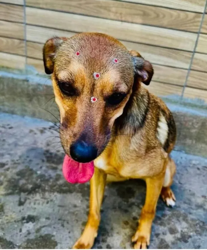 Cachorro raça SRD-ViraLata idade 3 anos nome Dolly