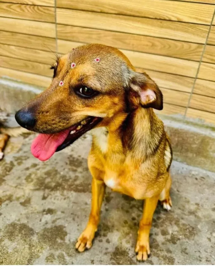 Cachorro raça SRD-ViraLata idade 3 anos nome Dolly