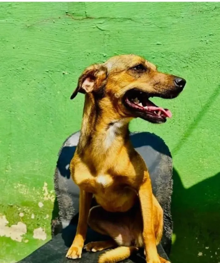 Cachorro raça SRD-ViraLata idade 3 anos nome Dolly
