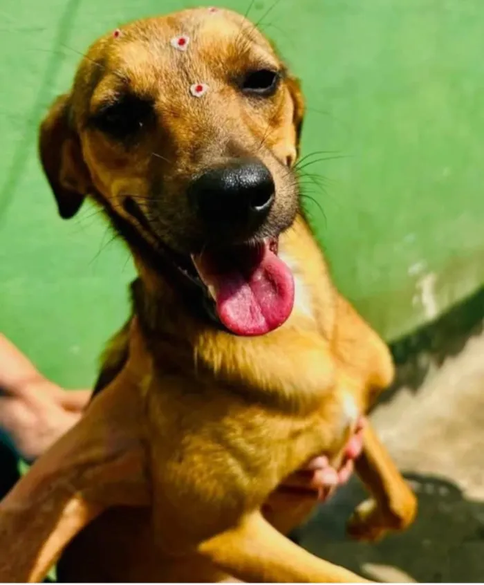 Cachorro raça SRD-ViraLata idade 3 anos nome Dolly