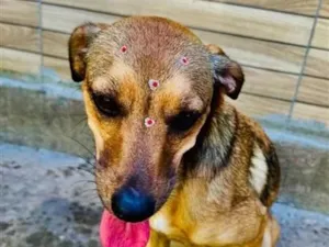 Cachorro raça SRD-ViraLata idade 3 anos nome Dolly