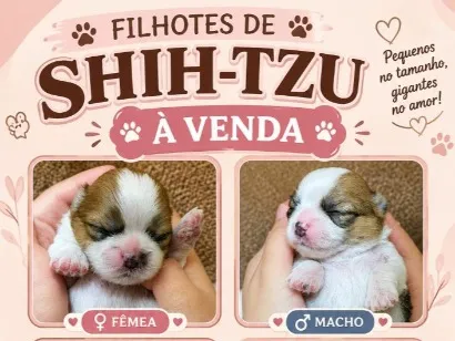 Cachorro raça Shitzu idade Abaixo de 2 meses nome Quatro filhote de Shi-tzu