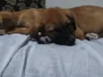 Lua e Bob