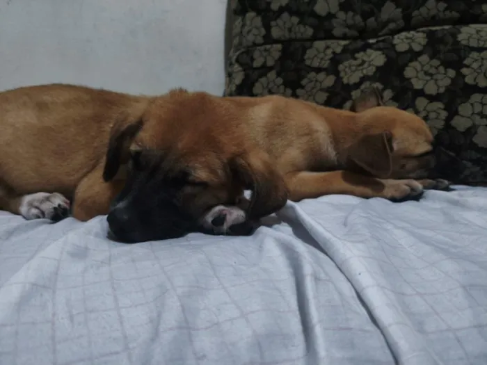 Cachorro raça SRD-ViraLata idade 2 a 6 meses nome Lua e Bob