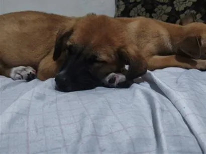 Cachorro raça SRD-ViraLata idade 2 a 6 meses nome Lua e Bob