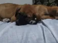 Lua e Bob