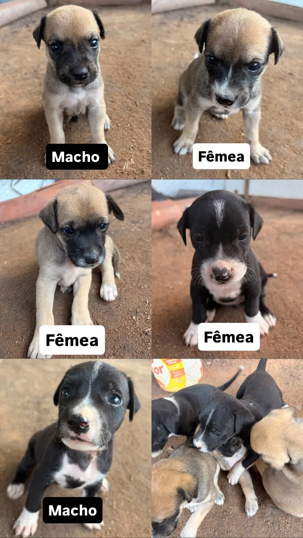 Cachorro raça SRD-ViraLata idade Abaixo de 2 meses nome Sem nome 