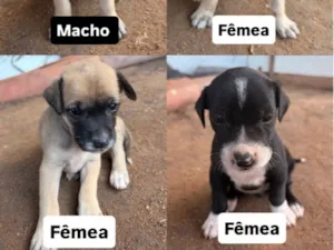 Cachorro raça SRD-ViraLata idade Abaixo de 2 meses nome Sem nome 