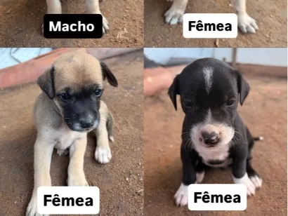 Cachorro raça SRD-ViraLata idade Abaixo de 2 meses nome Sem nome 