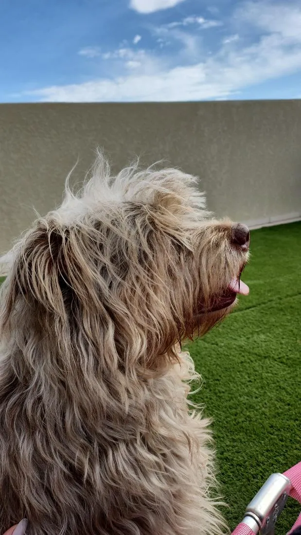 Cachorro raça SRD-ViraLata idade 6 ou mais anos nome Jade