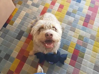 Cachorro raça SRD-ViraLata idade 6 ou mais anos nome Jade