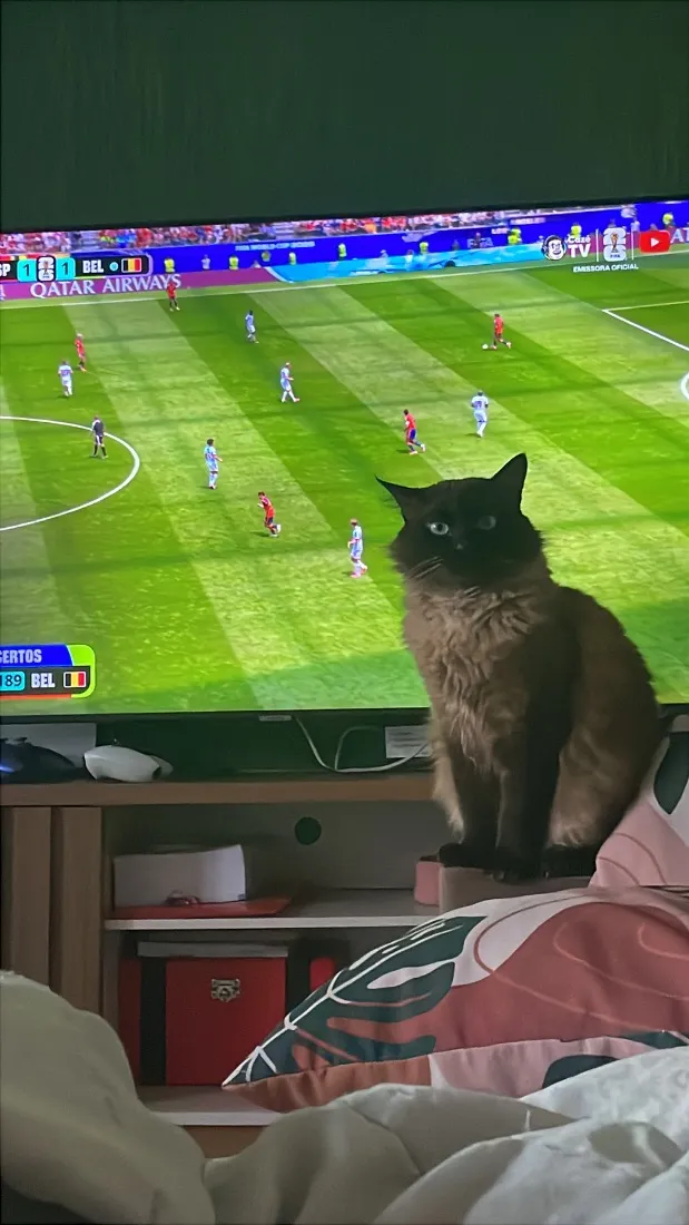 Gato raça Siamês idade 4 anos nome Ruanito 