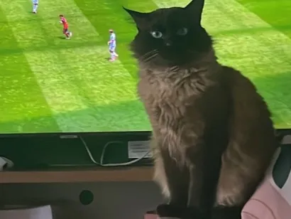 Gato raça Siamês idade 4 anos nome Ruanito 