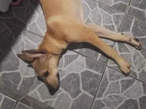 Cachorro raça SRD-ViraLata idade 2 a 6 meses nome Mel