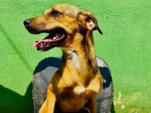 Cachorro raça SRD-ViraLata idade 3 anos nome Dolly