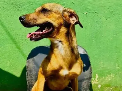 Cachorro raça SRD-ViraLata idade 3 anos nome Dolly