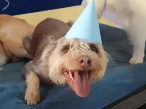 Cachorro raça SRD-ViraLata idade 6 ou mais anos nome Jade