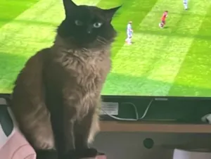 Gato raça Siamês idade 4 anos nome Ruanito 