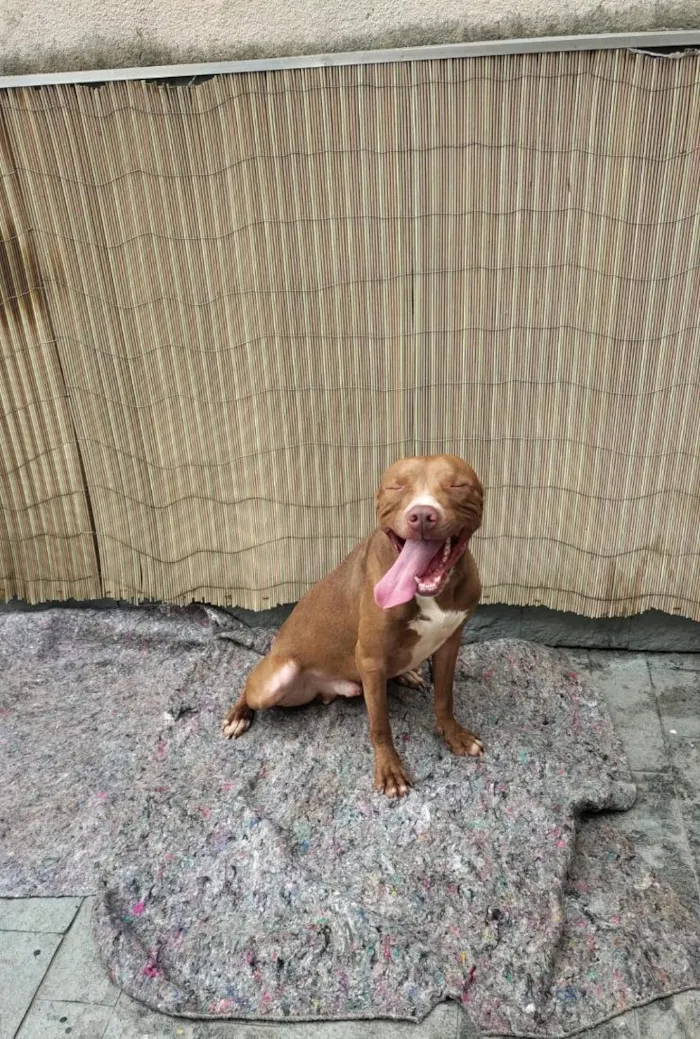 Cachorro raça SRD-ViraLata idade 3 anos nome Apolo