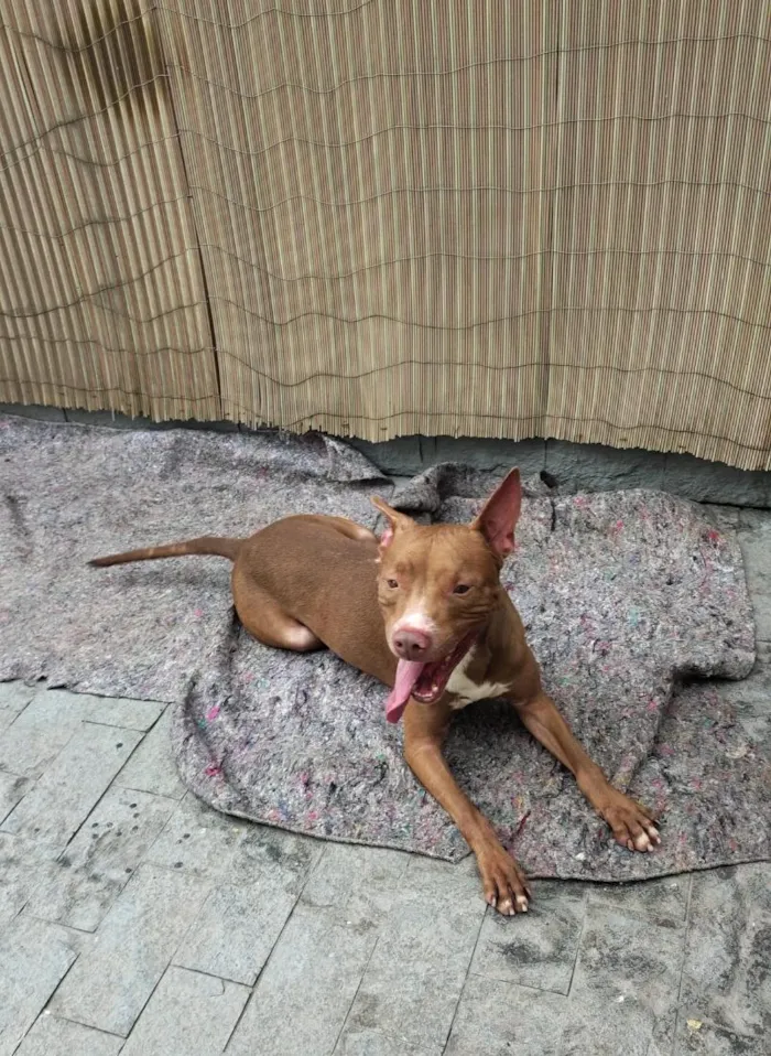 Cachorro raça SRD-ViraLata idade 3 anos nome Apolo