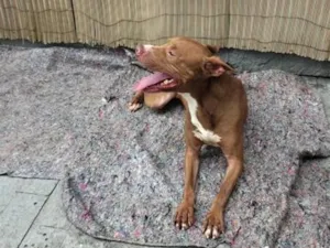 Cachorro raça SRD-ViraLata idade 3 anos nome Apolo