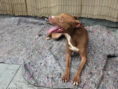 Cachorro raça SRD-ViraLata idade 3 anos nome Apolo
