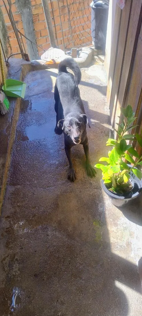 Cachorro raça SRD-ViraLata idade 2 anos nome Teo
